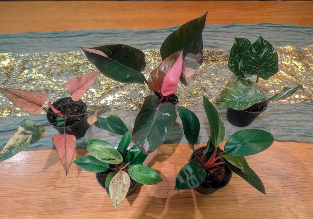 Wow, today's haul.. 😍 can't wait to watch them all grow!