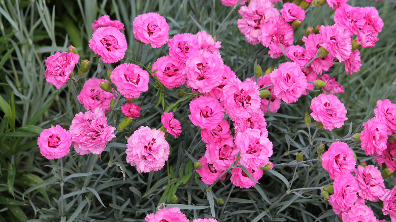 Bright pink dianthus flowers in garden.