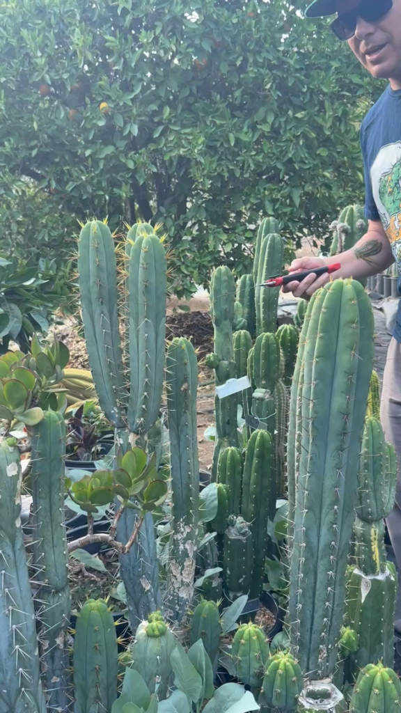 How I Cut Cactus !