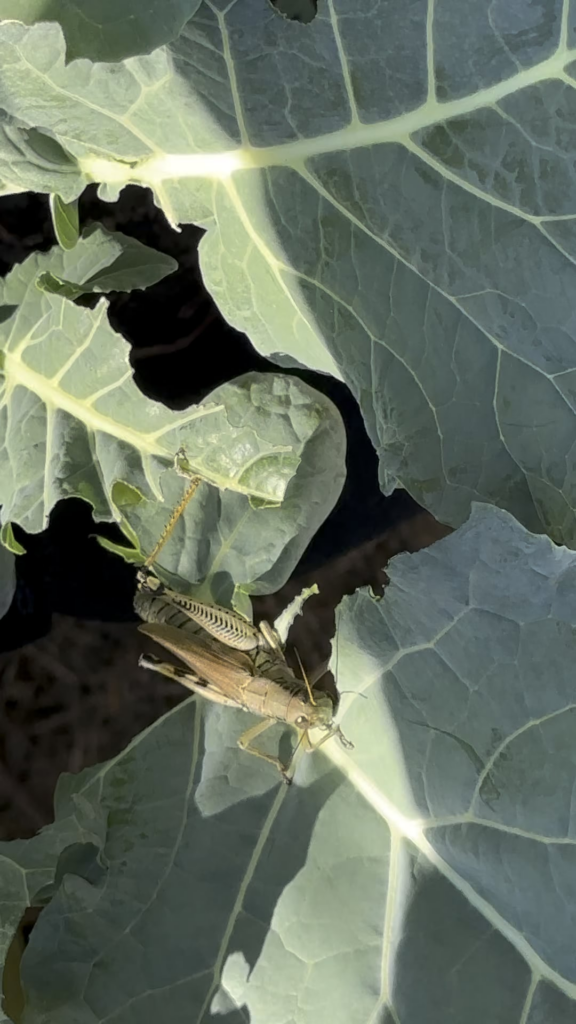 Grasshoppers ruining my brassicas!! Grasshoppers ruining my brassicas!!