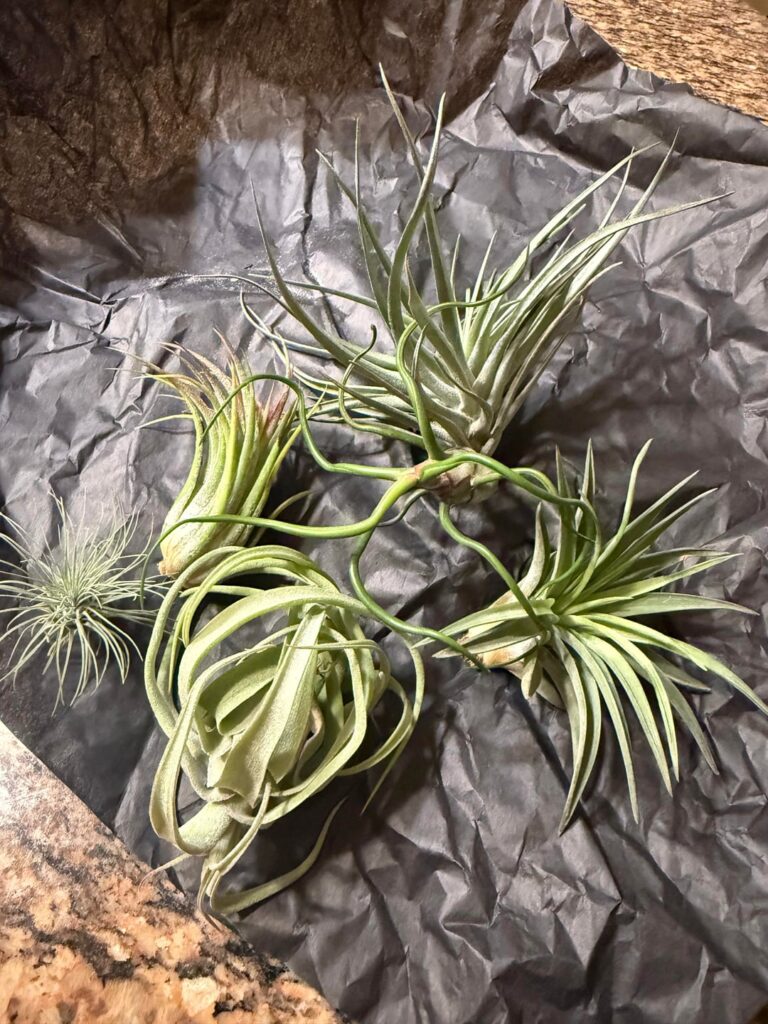 New Plants Just Arrived
