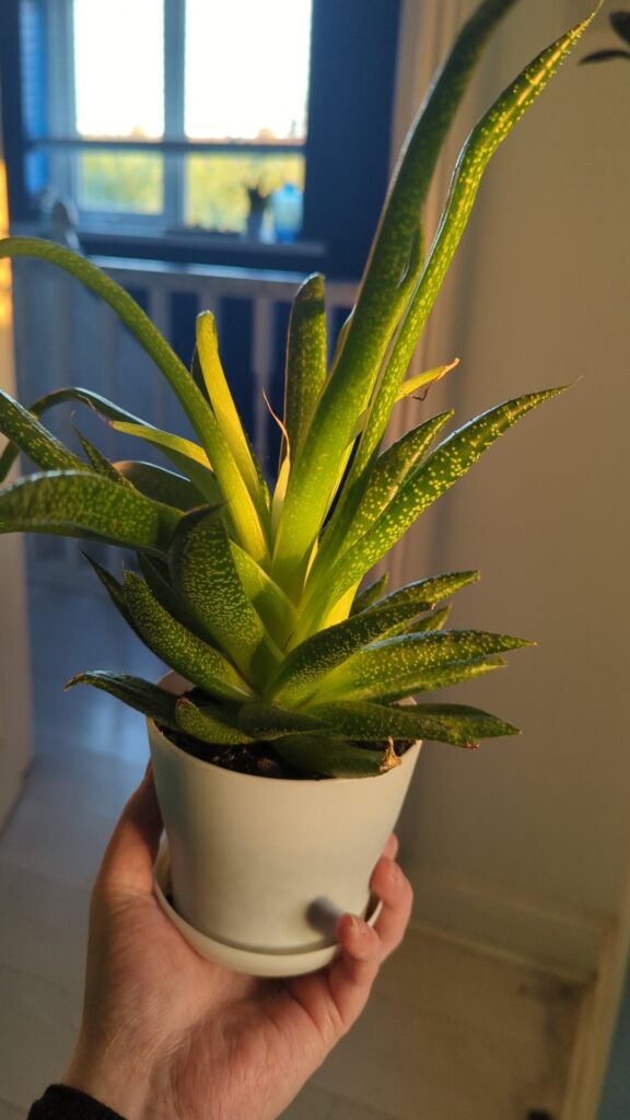My Haworthias have been watching too much Yu-Gi-Oh