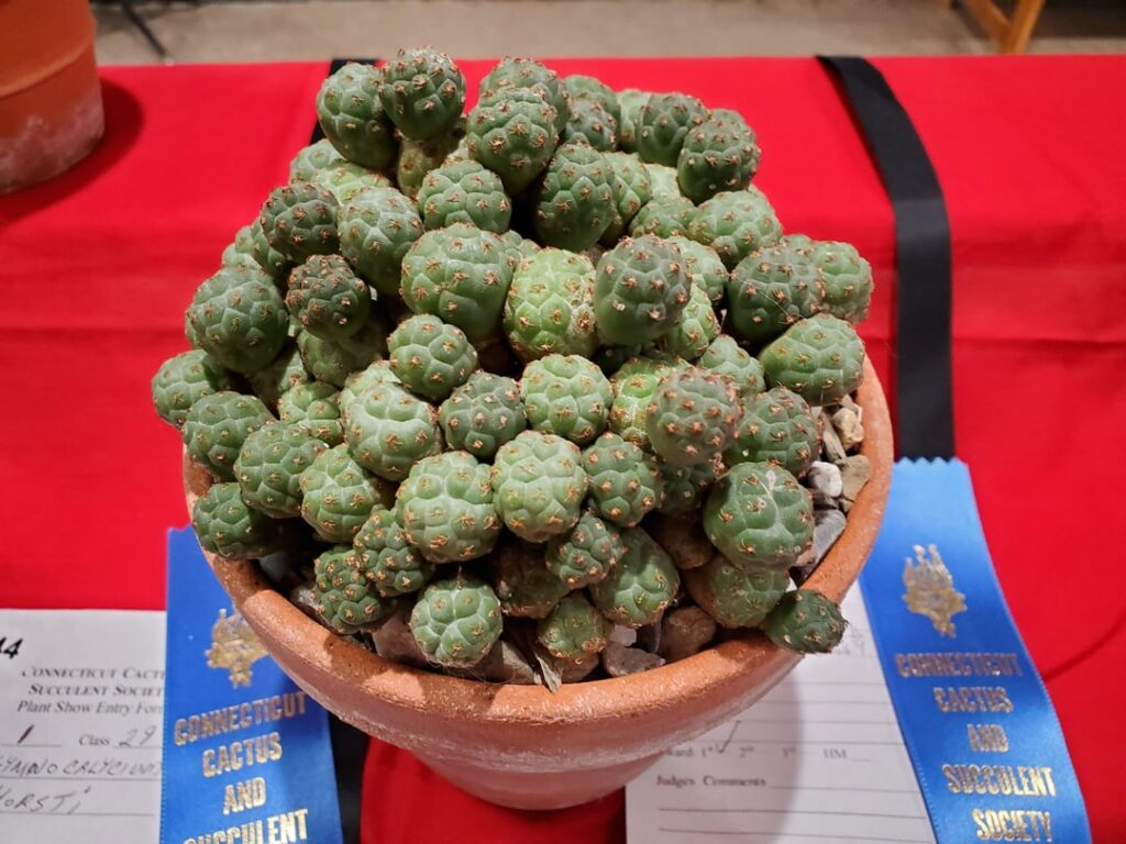 Puna bonnieae show entry