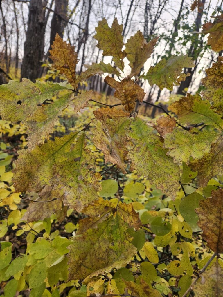 Possible Quercus x schuettei (Bur oak/Swamp White oak hybrid) in North Dakota??