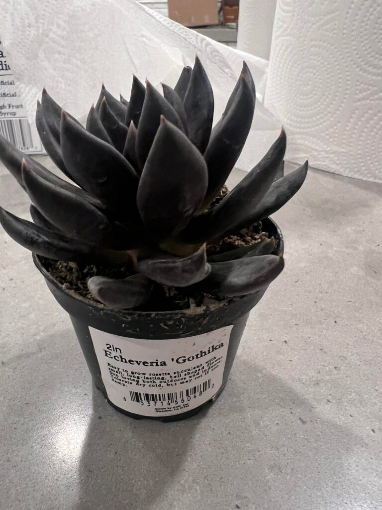 What is an E “Gothika?” What is an E “Gothika?”