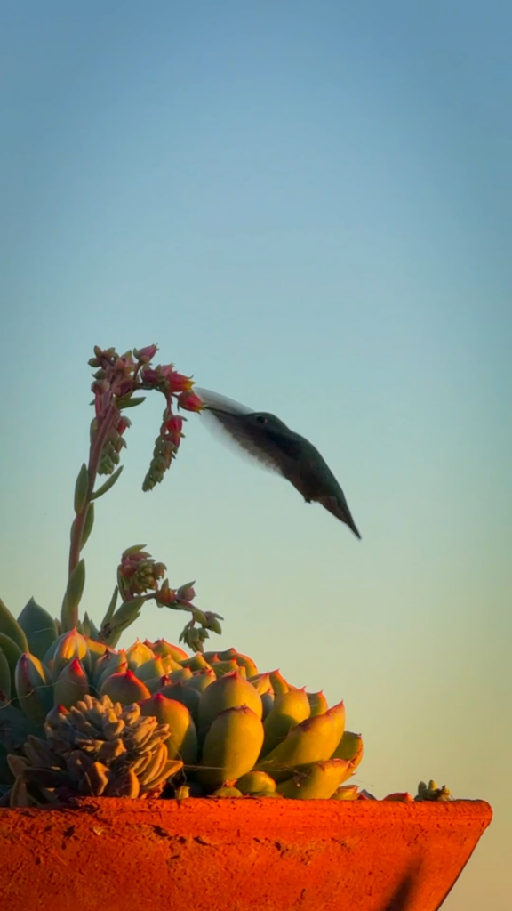 Hummingbirds are back