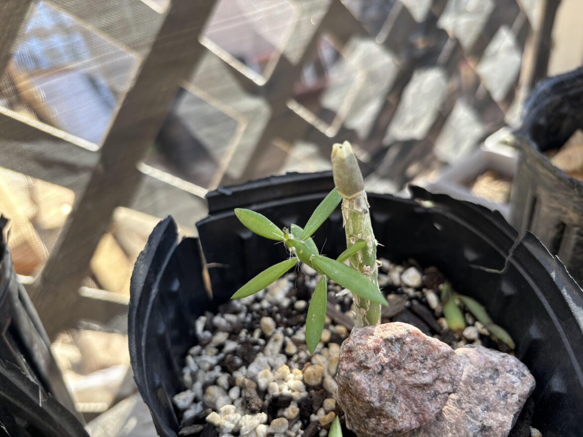 Grafted tubercle onto pere