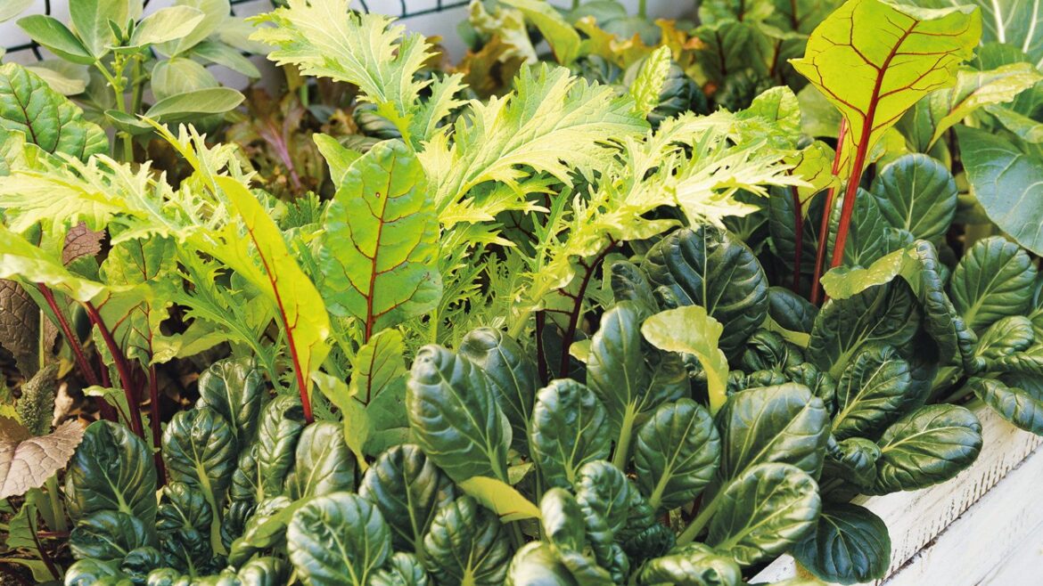7 vegetables to plant in November, plus the best varieties Mixed vegetables growing in a garden, including salad leaves, mizuna, mustard and pak choi