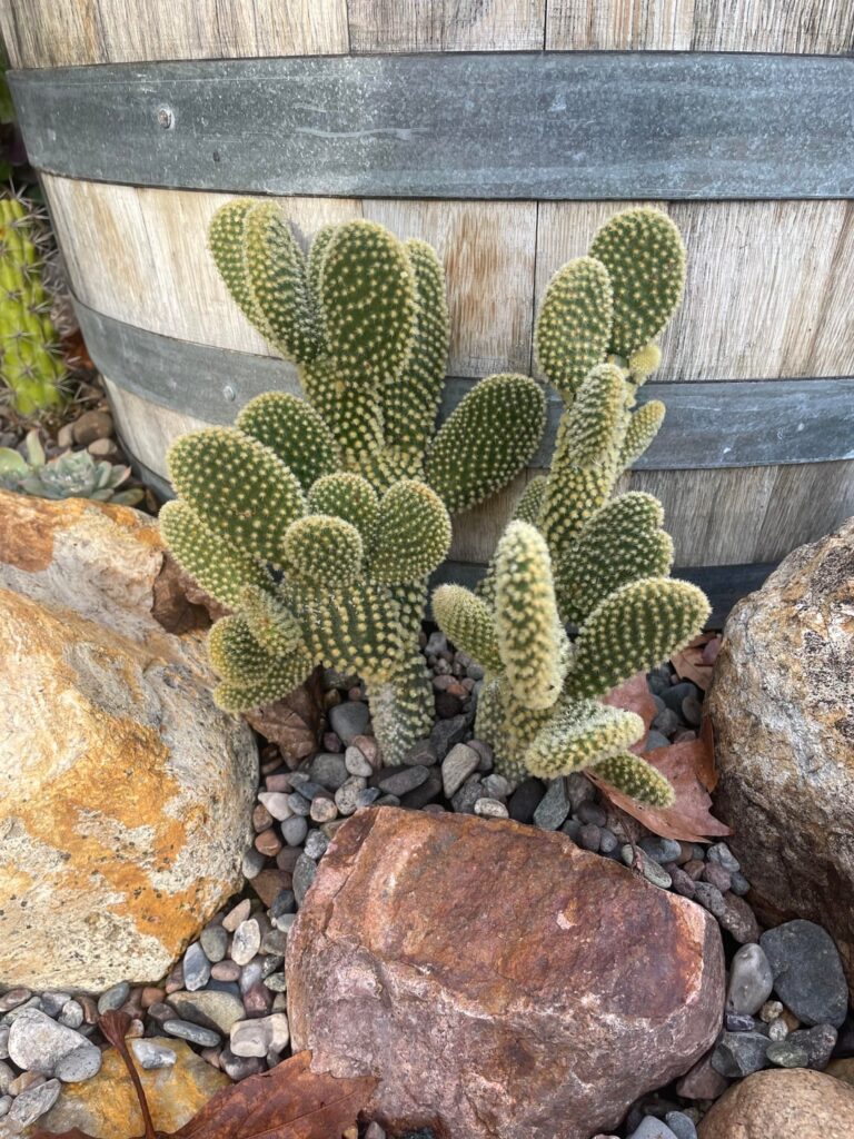 Opuntia microdasys—almost 2 years later