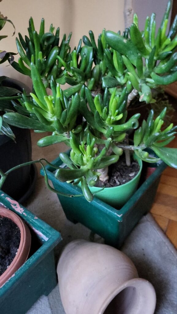 One of my mother's favorite plants at our home. Literally every room has few different ones. This is Gollum or Hobbit Jade, or they also call it Ogre's ears.
