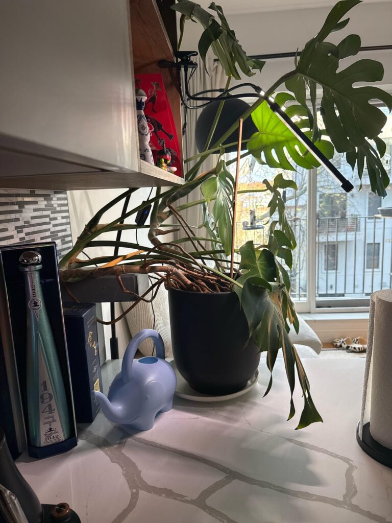 monstera all over the place