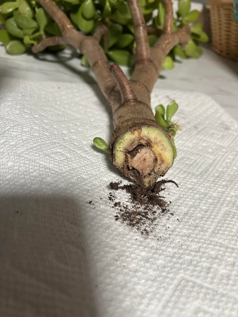 Please help me save it.