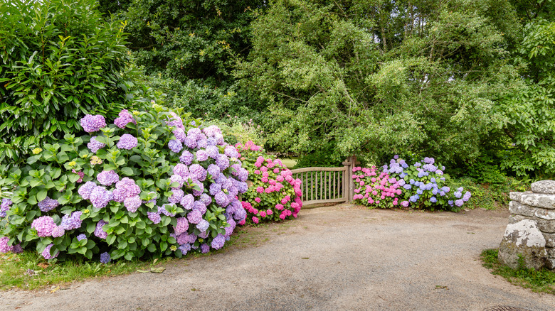 Several different colored hydrangea bushes on either side of a gate on a roundabout driveway.