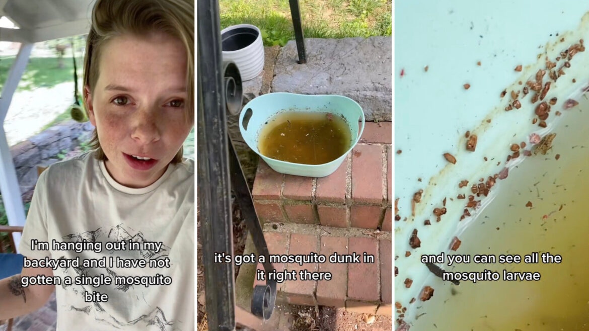 ‘I have not gotten a single mosquito bite’ One TikTok user shared a simple, chemical-free hack that has kept their yard completely mosquito-free.