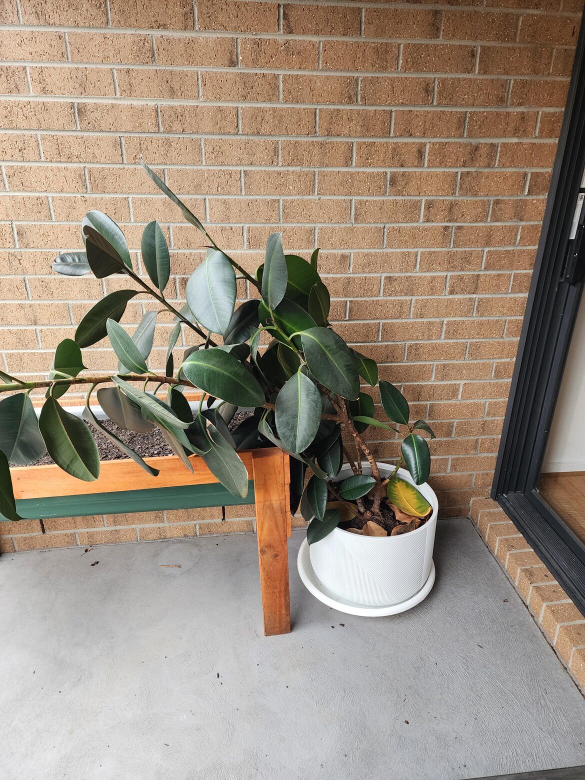 Unstaked My Rubber Plant