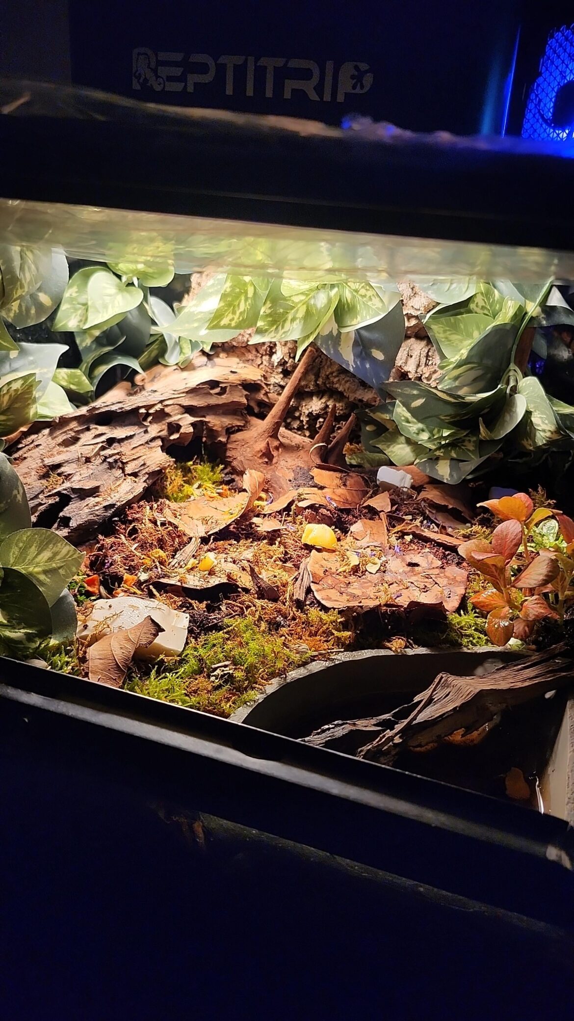 How is this setup for a red eyed croc skink? How is this setup for a red eyed croc skink?