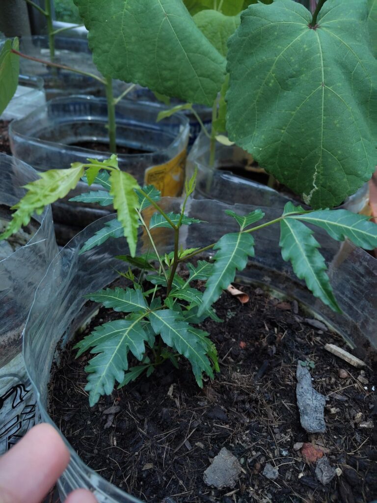 Planted potatoes in this container and this guy popped out. Neem tree?