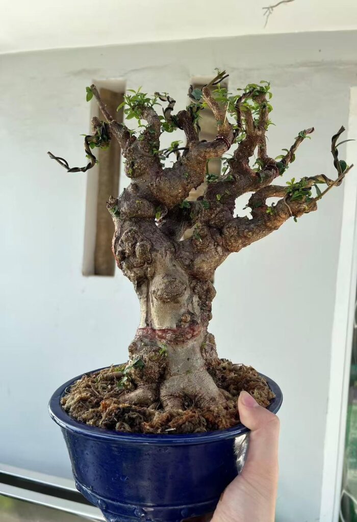 Wrightia religiosa (water jasmine) 3 years progression