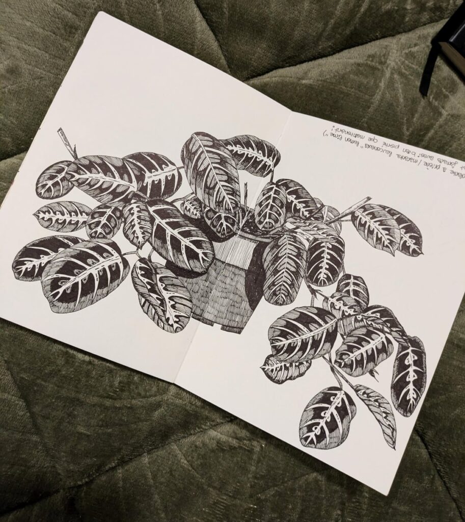 My plants drawings