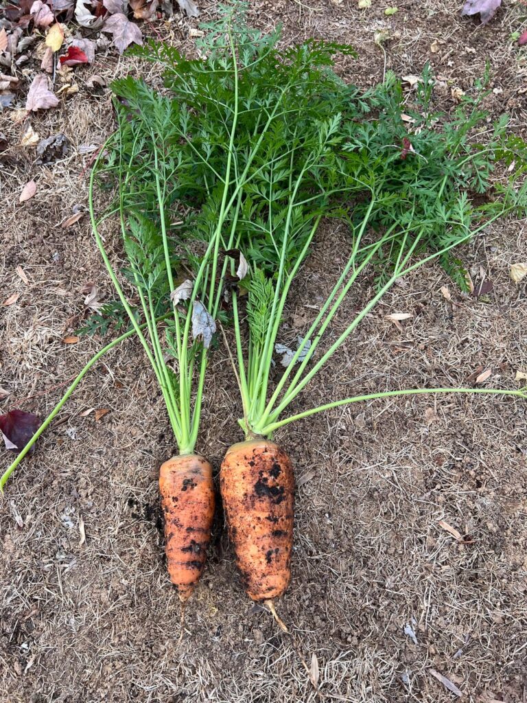 Absolute units, carrot edition