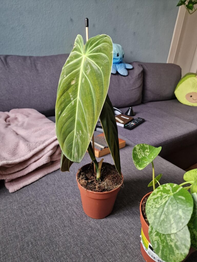 The small struggles of my Philodendron ‘Melanochrysum’ in six months The small struggles of my Philodendron 'Melanochrysum' in six months