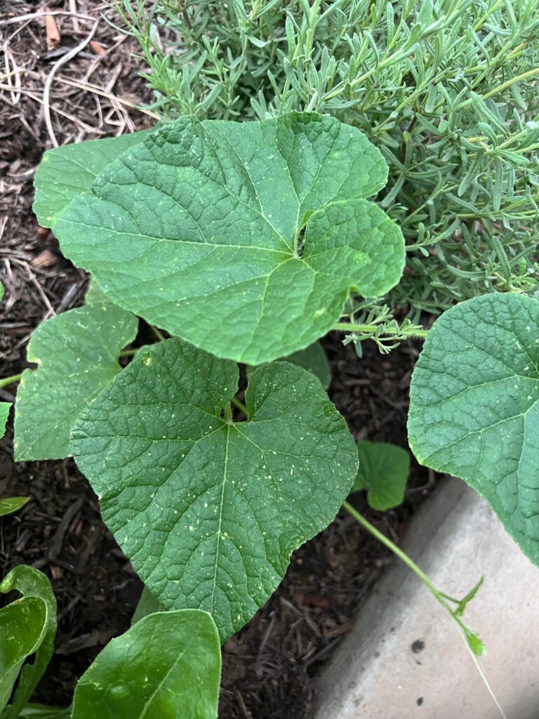 ID help on random vine