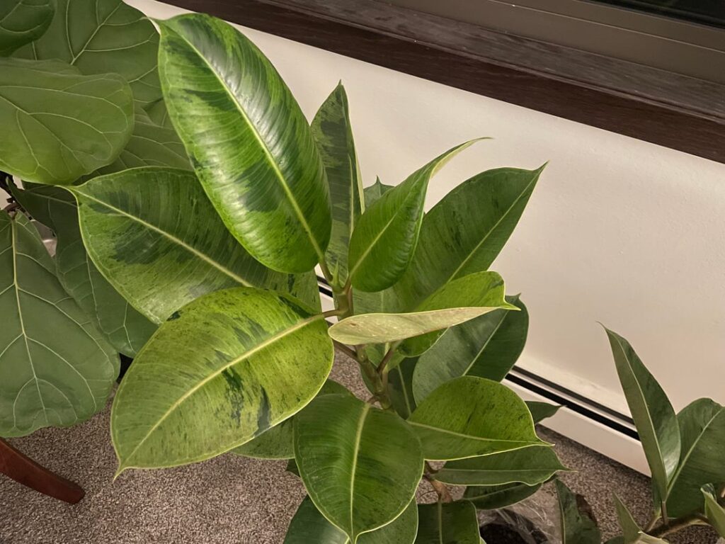 Birthday plant 🪴 🥳 Birthday plant 🪴 🥳