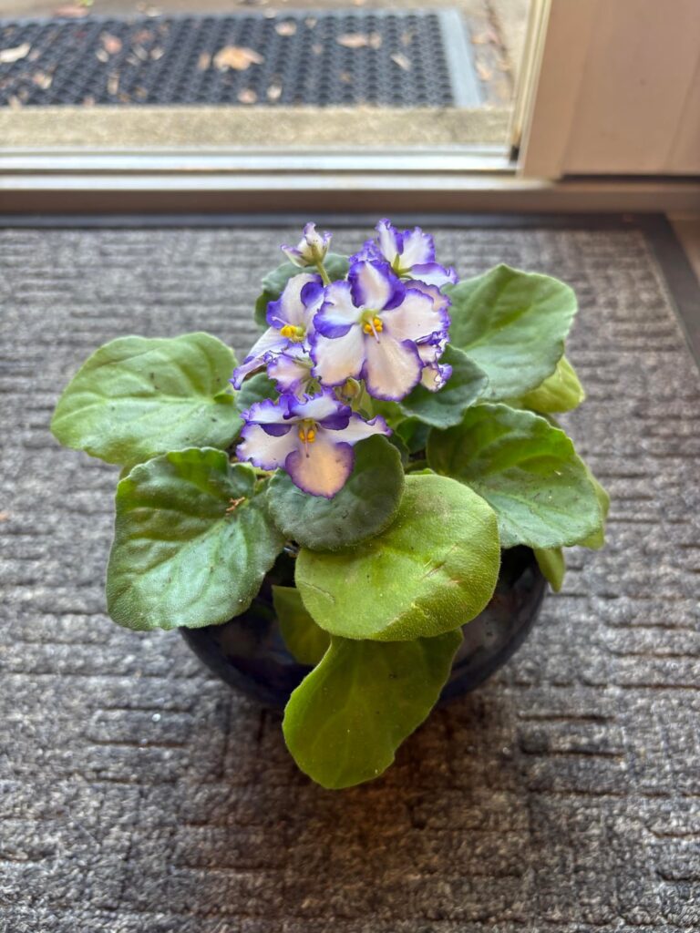 My MIL just got this from the grocery store. I’m obsessed, how do I propagate?