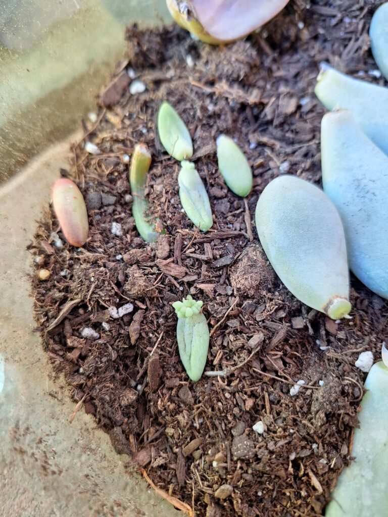 What is next step?