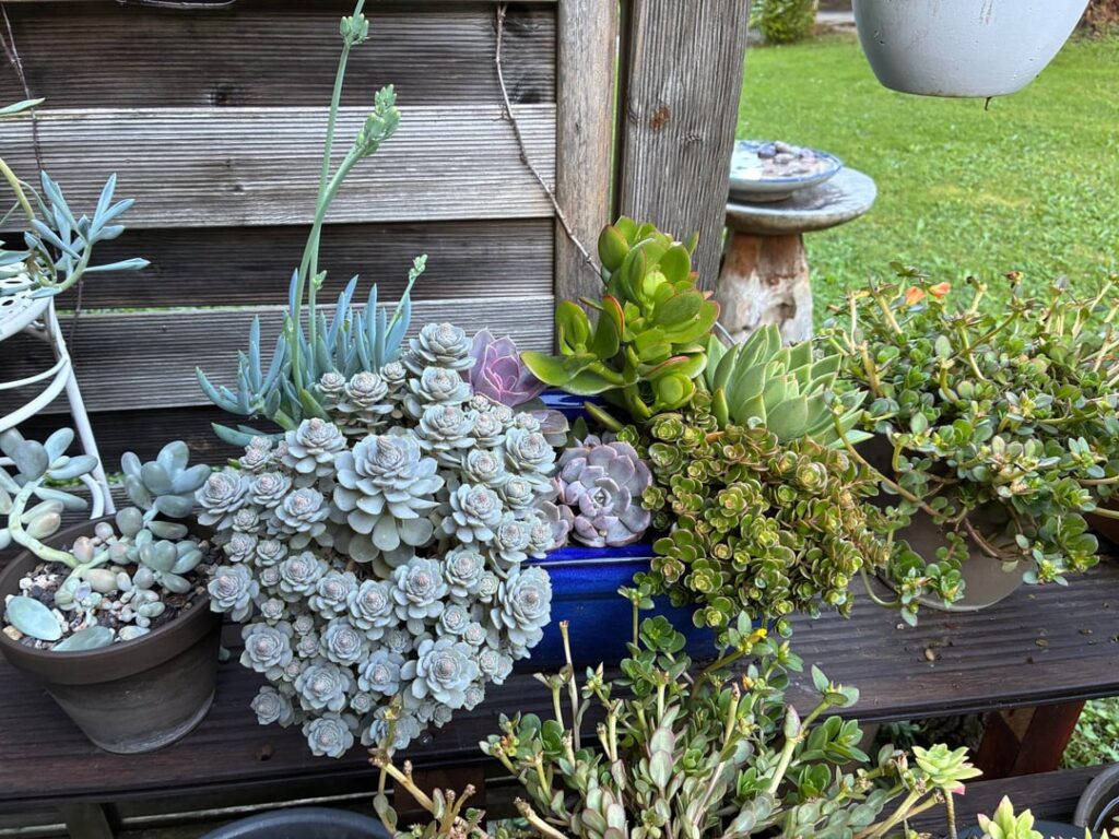 UPDATE on Orostachys flowering