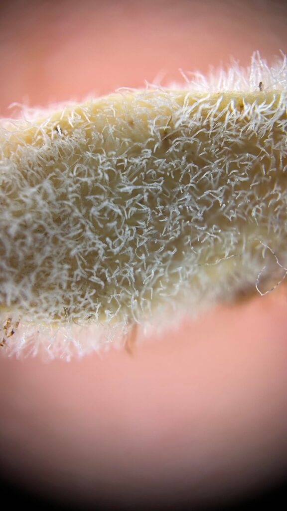 Echeveria pulvinata 200x