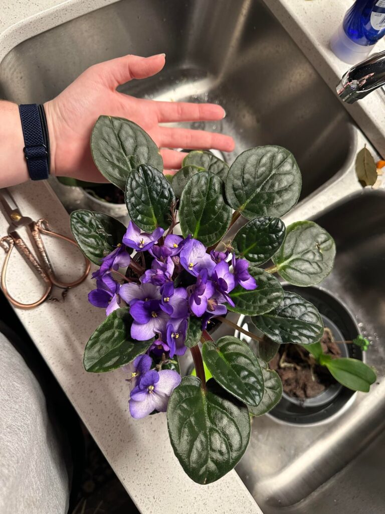 When to repot? When to repot?