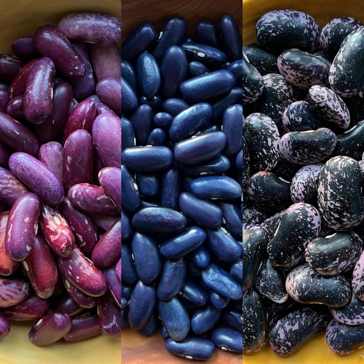 I’m now obsessed with growing dried heirloom beans