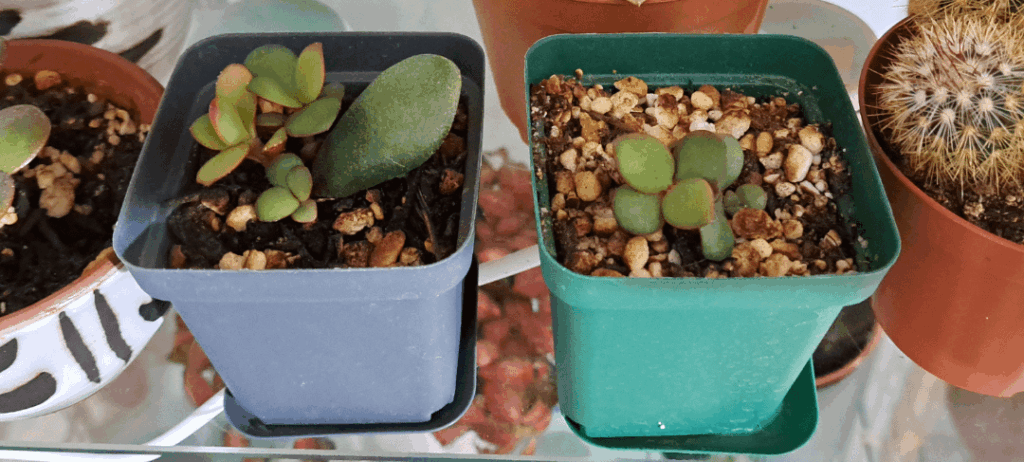 Jade leaf won’t give up Jade leaf won't give up