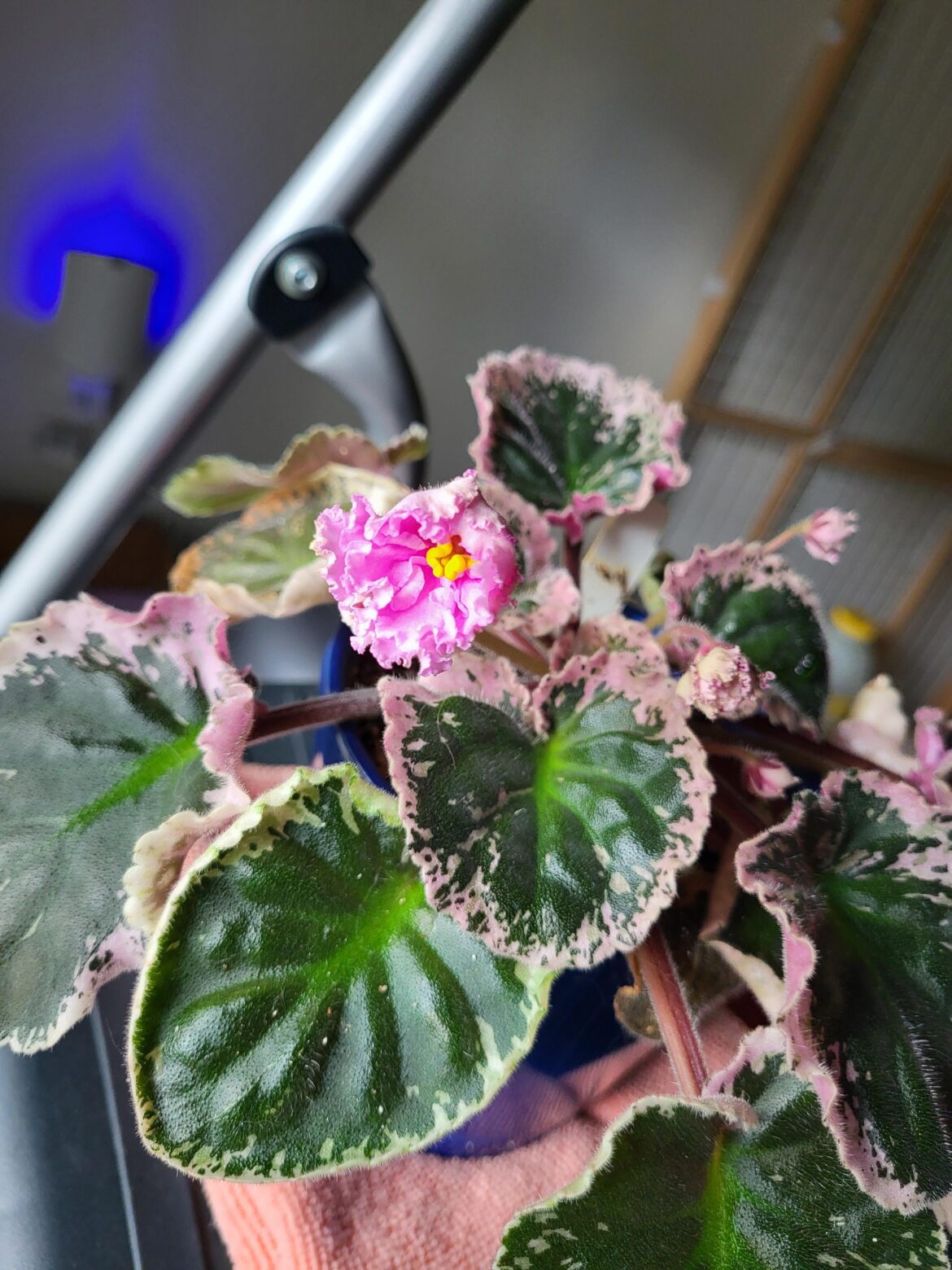 First flower (Antique Tapestry)