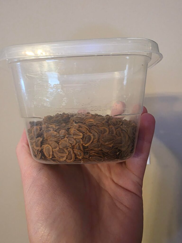 Common Milkweed Planting in PA Zone 6