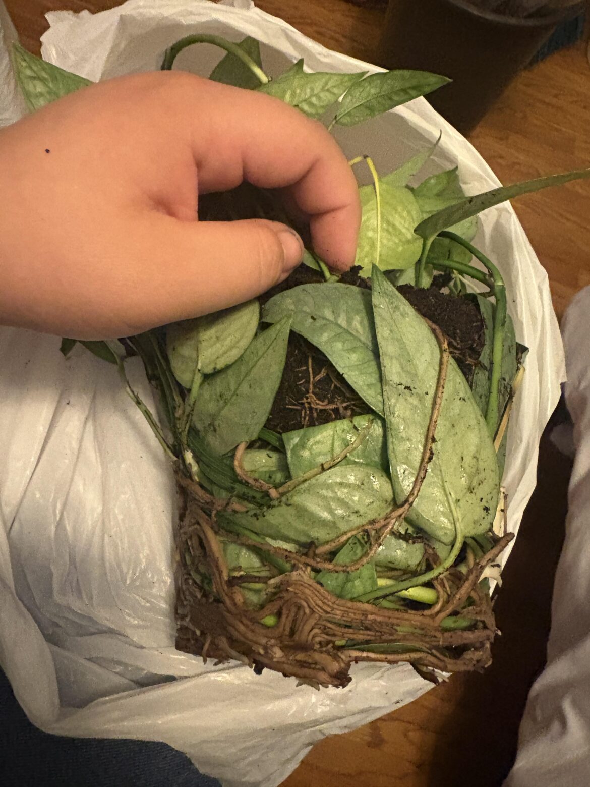 This root bound Pothos grew AROUND its own leaves This root bound Pothos grew AROUND its own leaves