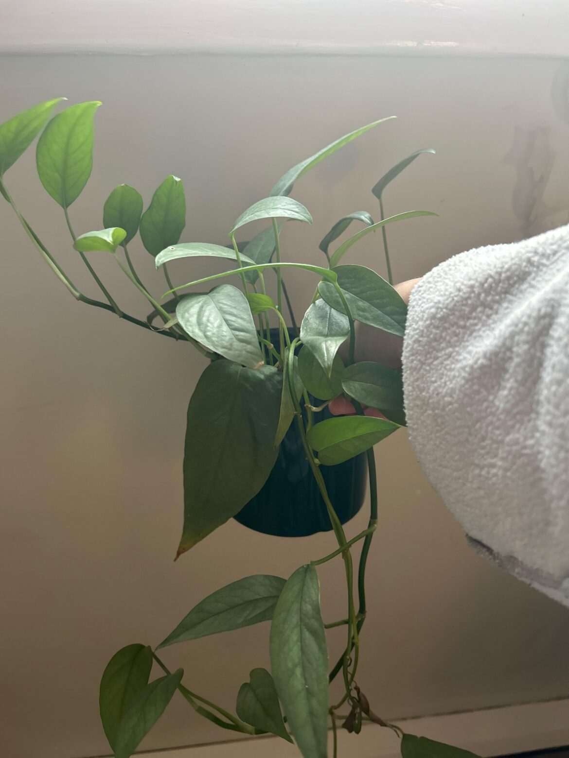 How to get Cebu Blue leaves bigger?