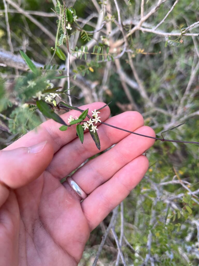 Native vine ID?