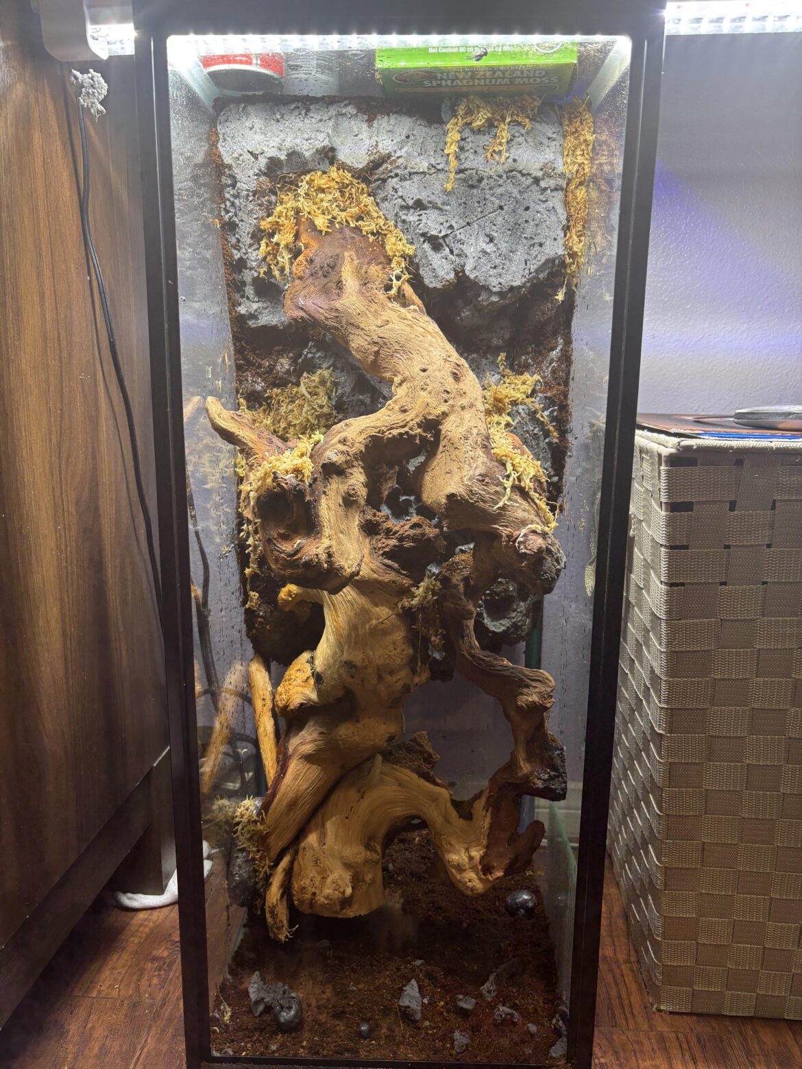 Spray foam in, what kind of plants should I add?