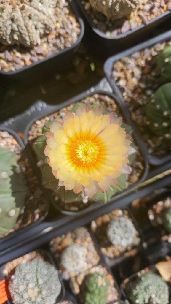 Woke up this morning to these beauties 🌼🌸