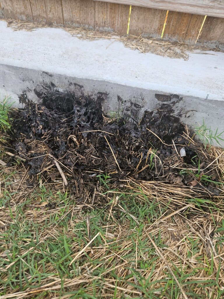 Plants look burned but I had no fires