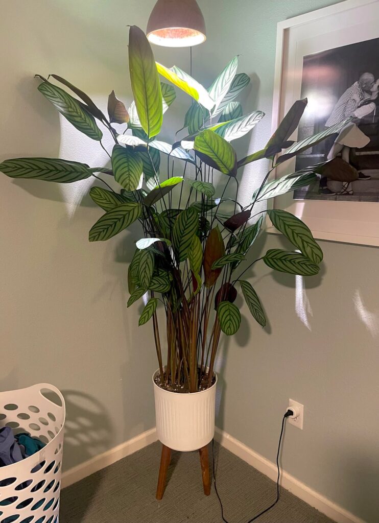 I present to you my giant ctenanthe setosa. I baby every other prayer plant I own and they all look like shit, yet this one thrives on a singular weak grow bulb and once-monthly tap watering. I just don't get it.