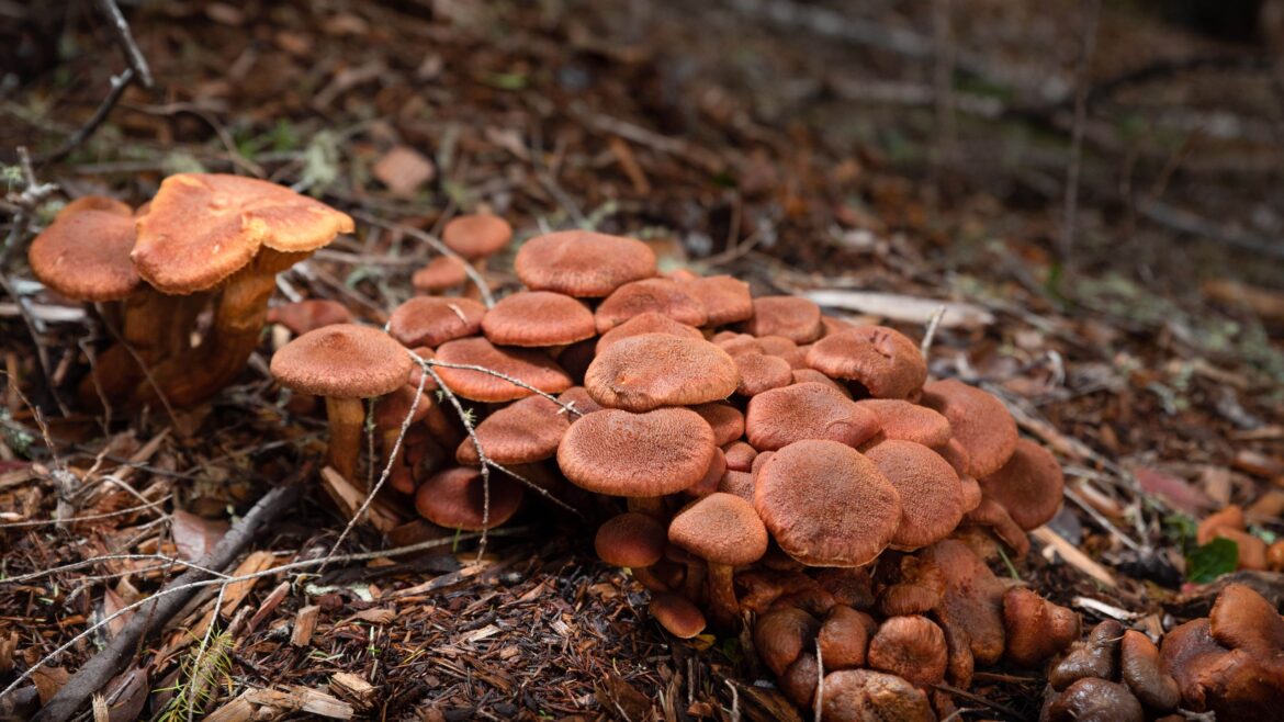 Gardeners warned to look out for mushrooms in their lawn — here's what to do