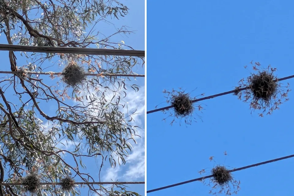 The fluffy ball moss growing on powerlines in a Brisbane suburb.