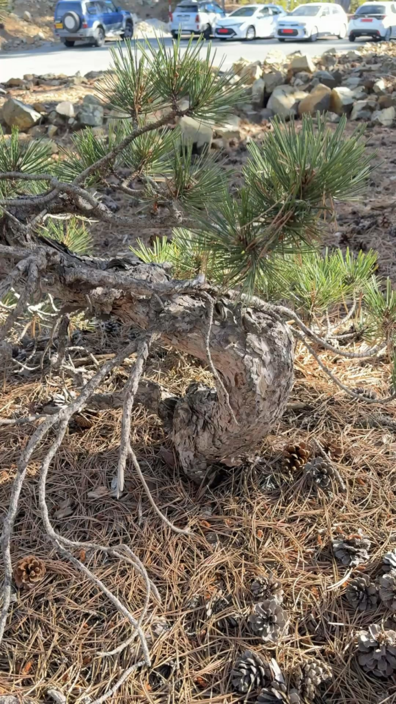 Yamadori I would never dare to remove so I’ll just admire 🤩