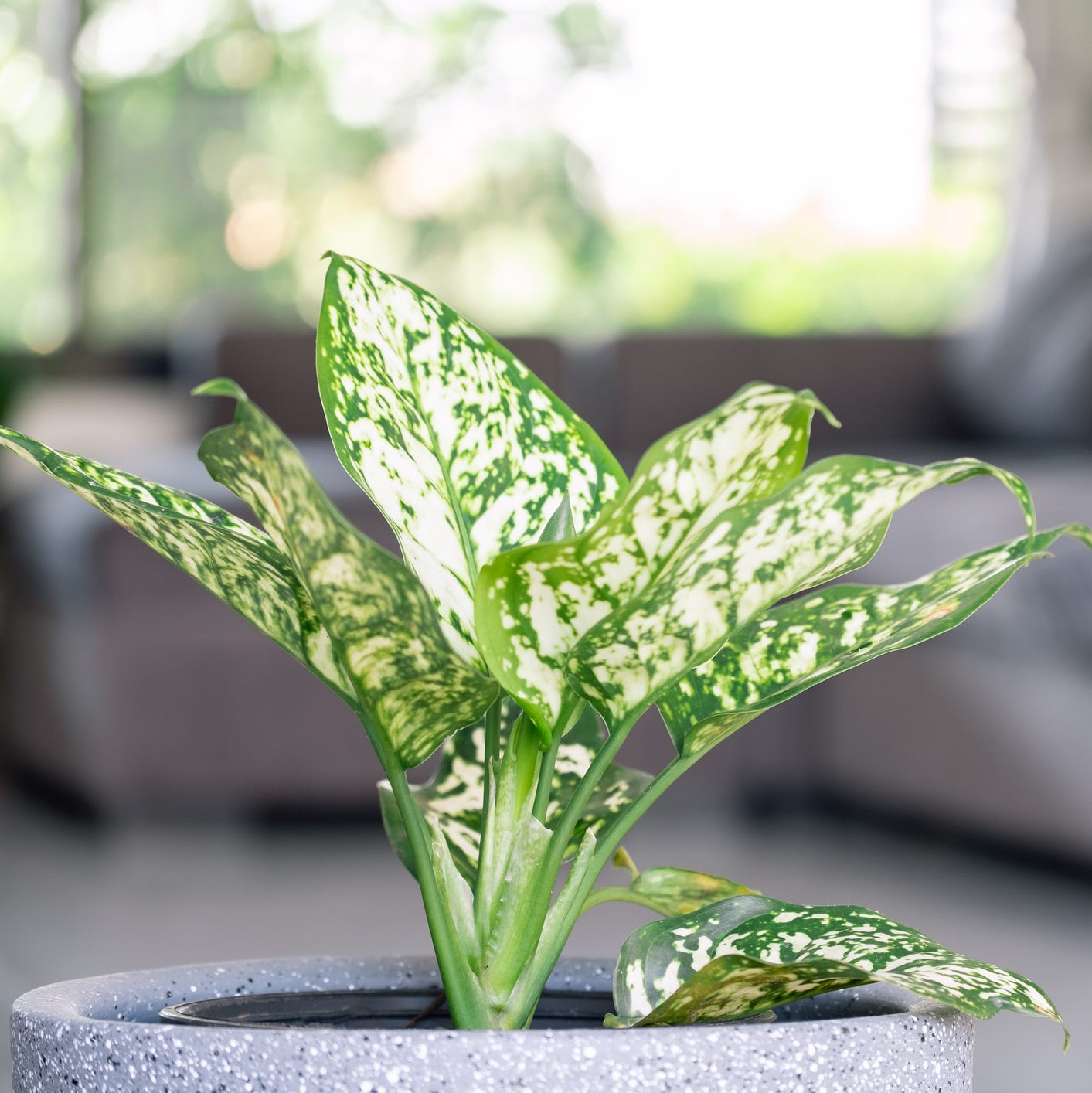 best plants for bedroom chinese evergreen