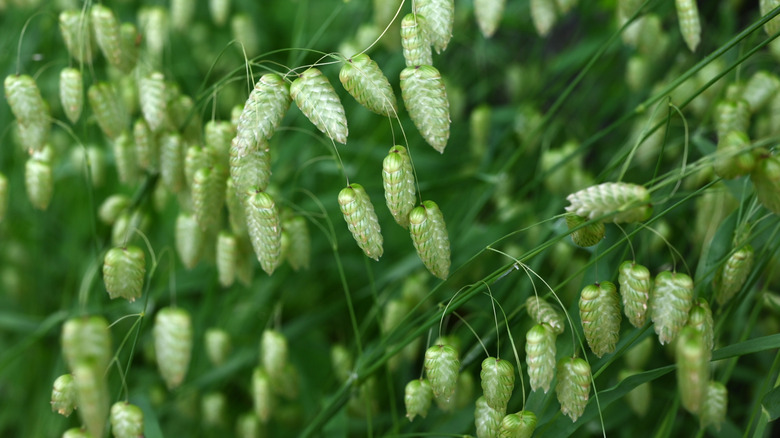 Close up of greater quaking grass Briza maxima