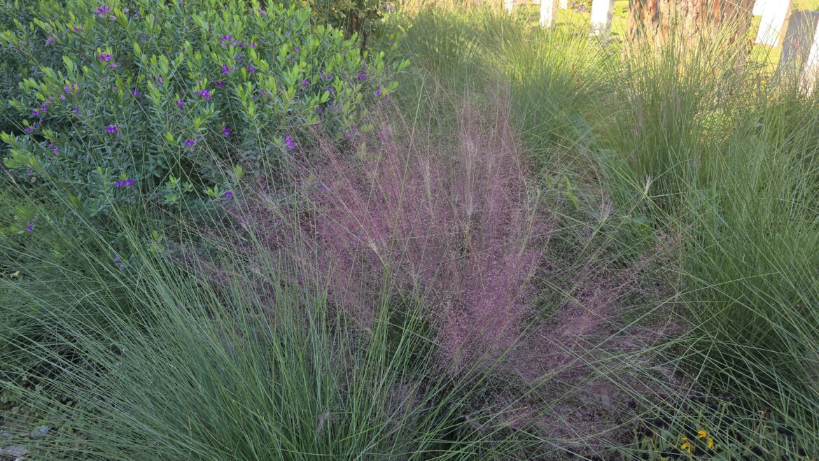 Ornamental Landscape Grass with reddish seedheads seen in Rome Italy?
