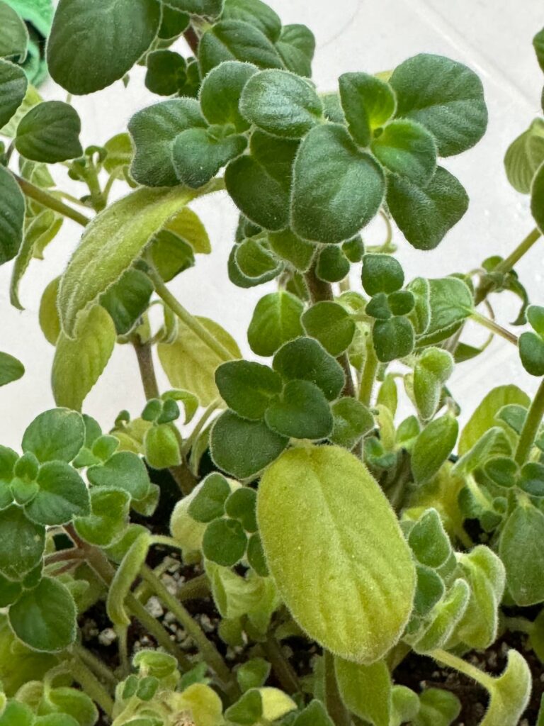 Why is my strep eating old leaves?